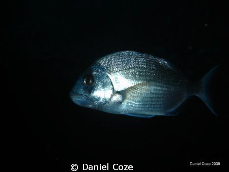 Le farouche by Daniel Coze 