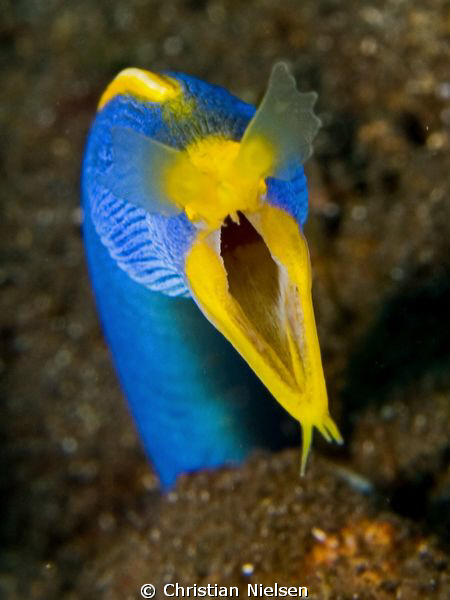 Close-up of the blue ribbon eel in the Tulamben area. Oly... by Christian Nielsen 