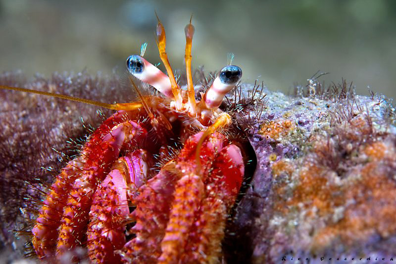 The man on the scene :-)) by Rico Besserdich 