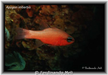 A Apogon imberbis in the Mediterranean sea. by Ferdinando Meli 
