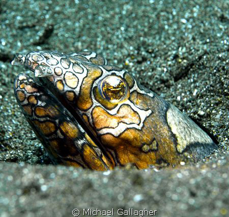 Clown snake eel lurking in the sand near Tulamben, Bali. ... by Michael Gallagher 