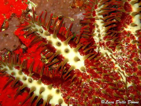 Acanthaster Planci (Canon G9 in canon housing) by Luca Dalle Donne 