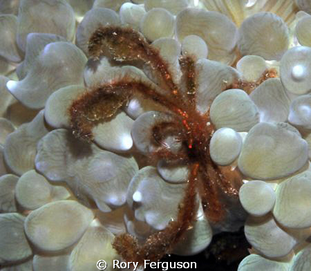orang otan crab those hairs really make it difficult to f... by Rory Ferguson 