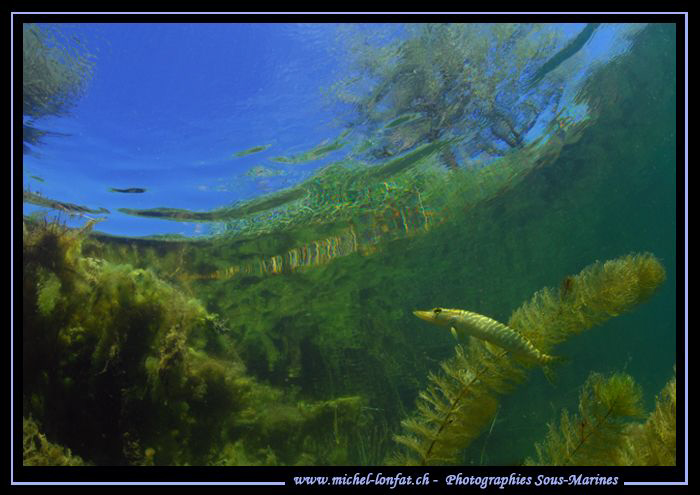 Little Pike Fish on the Hunt... in the cristal clear wate... by Michel Lonfat 