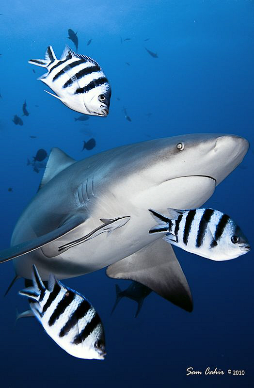 These damsels were protecting this female bull shark and ... by Sam Cahir 