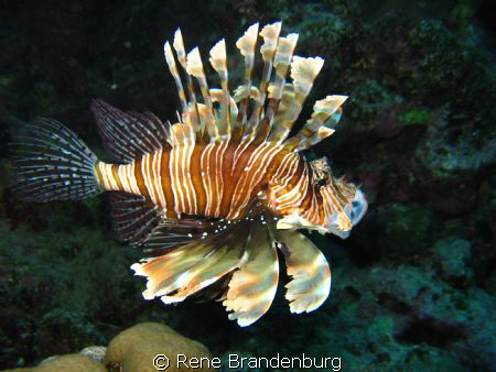 Lionfish, housereef Hamata by Rene Brandenburg 