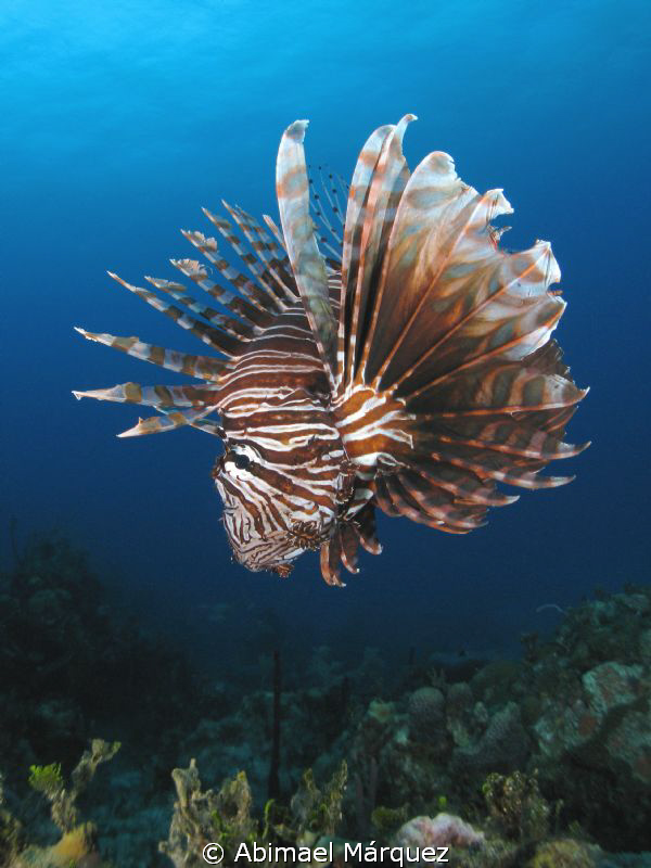 Lionfish by Abimael Márquez 