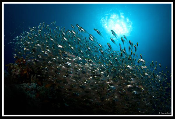 Glassfish like a painting. by Dray Van Beeck 