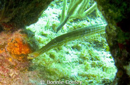 Trumpetfish seen in Grand Cayman August 2010.  Photo take... by Bonnie Conley 