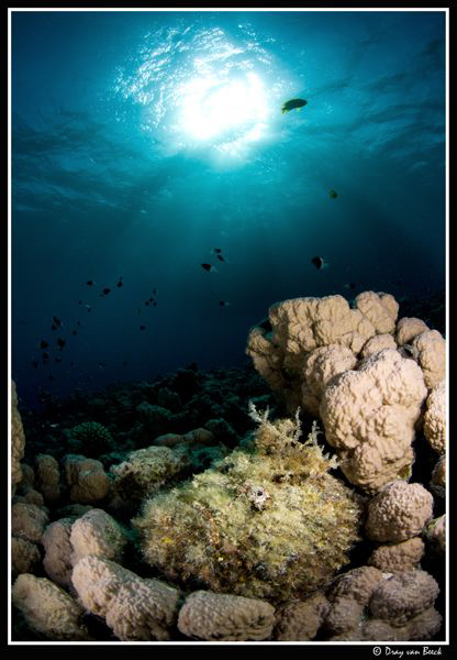 Stonefish at home between the stones. by Dray Van Beeck 