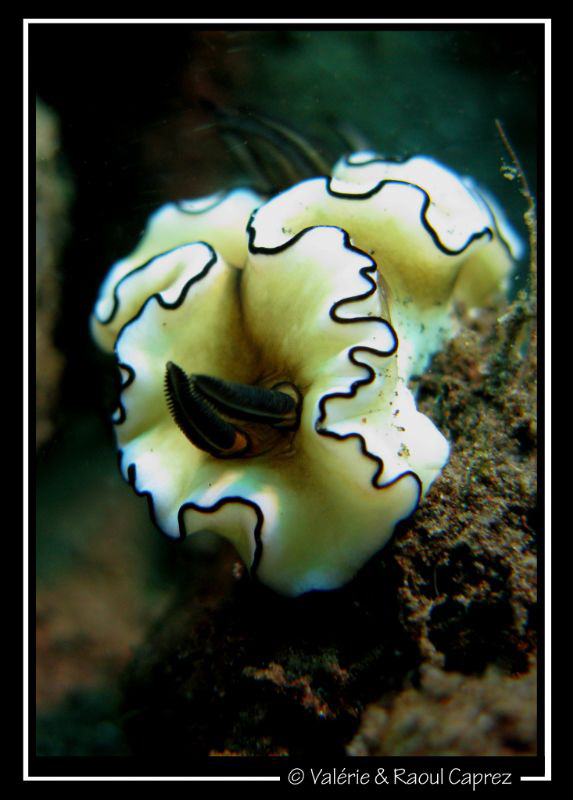 Glossodoris atromarginata by Raoul Caprez 