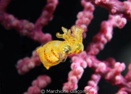 Tiny cuttlefish yellow
Nikon D200. 60 micro, twin strobo... by Marchione Giacomo 