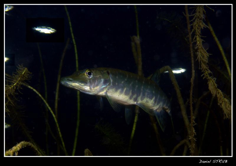King pike in hunting mood :-D by Daniel Strub 