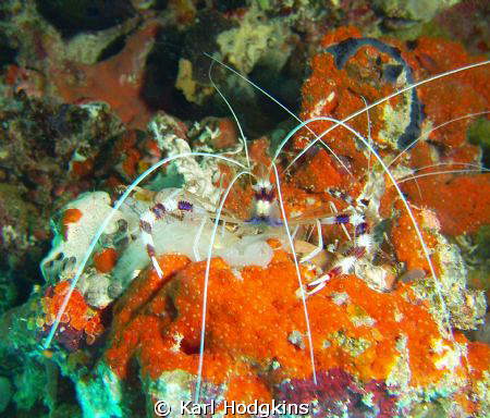 Crab close by Karl Hodgkins 