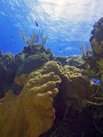 "Beautiful Reef" A beautiful reef shot taken in Cozumel. by Christa Loustalot 
