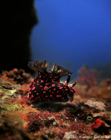 Dive site "3 Kings", Whale Island, Vietnam.
Photo taken ... by Ricardo Gonzalez 