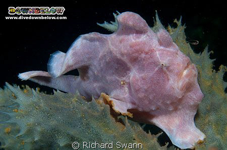 Frogfish Fishing ! TAR Park, Kota Kinabalu, Sabah, Borneo... by Richard Swann 