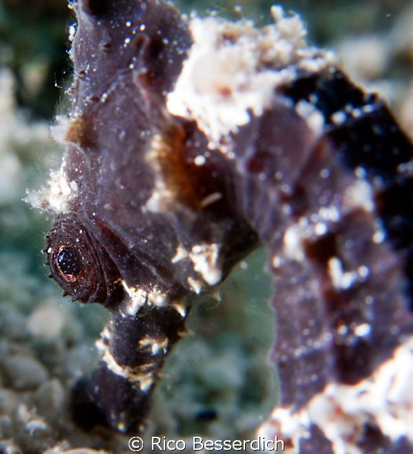Seahorse. CANON 40D, 60mm makro lens, +10 diopter, 2 x Se... by Rico Besserdich 