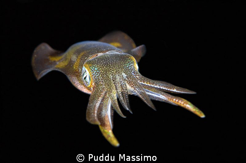 lembeh strait,nighy dive,nikon d2x 60mm macro by Puddu Massimo 