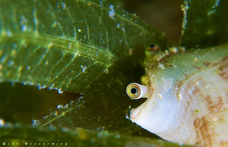 A small mussle is looking suspicious to me ;-) CANON 40D,... by Rico Besserdich 