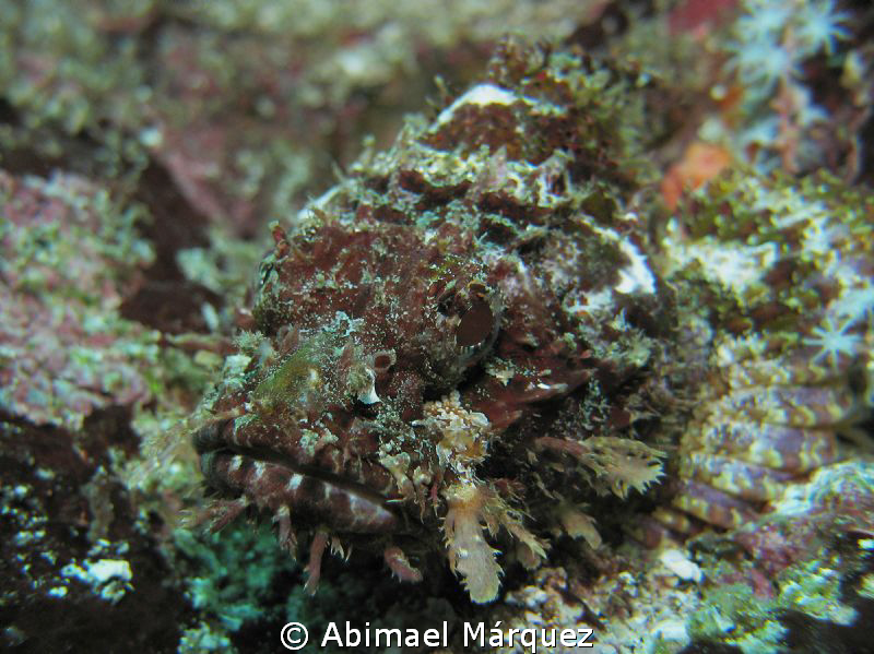 Scorpionfish by Abimael Márquez 