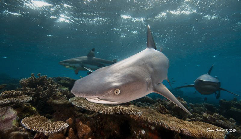 Daybreak on Shark Reef. by Sam Cahir 