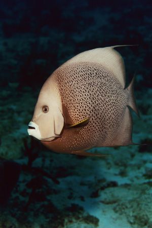 Grey Angelfish. Cozumel. Fly-by-shooting in the current. by Jacques Miller 