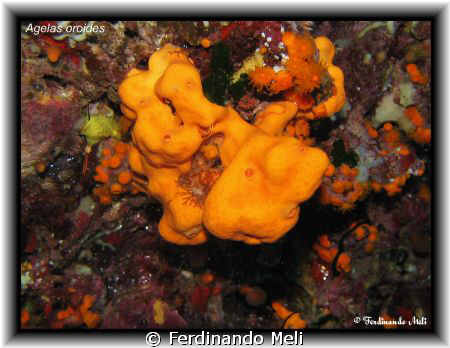 A Agelas oroides in the Mediterranean sea of Lampedusa is... by Ferdinando Meli 