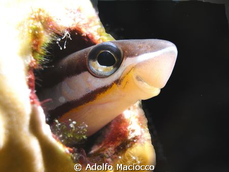Piano Flagblenny 
(Plagiotremus tapeinosoma) by Adolfo Maciocco 