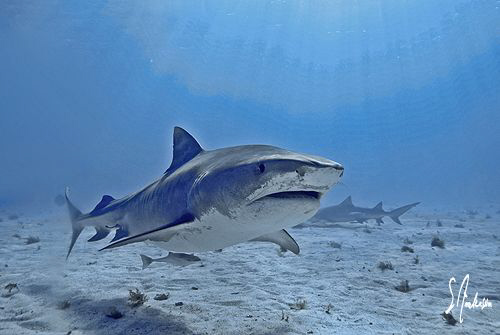 The keeper of Tiger Beach patrols thru the sunshine by Steven Anderson 