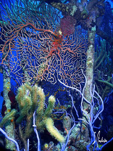 This view reminded me of a garden of color! by Steven Anderson 
