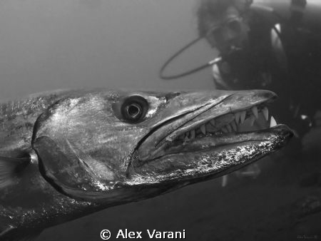 Laaaarge barracuda by Alex Varani 