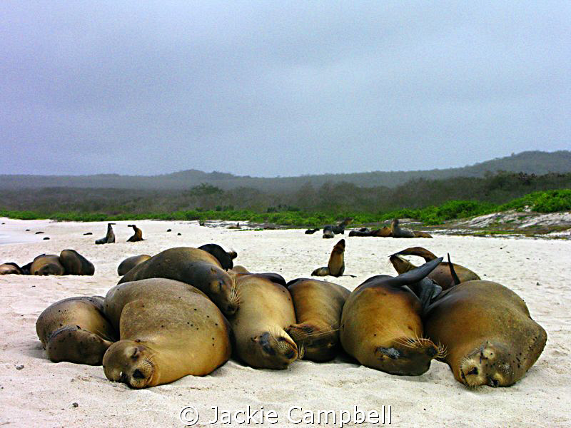 There were 7 in the bed...and the little one said....roll... by Jackie Campbell 