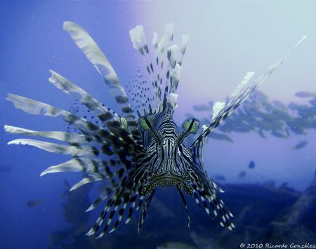 Seaventures House reef at Mabul Island. Photo taken witho... by Ricardo Gonzalez 