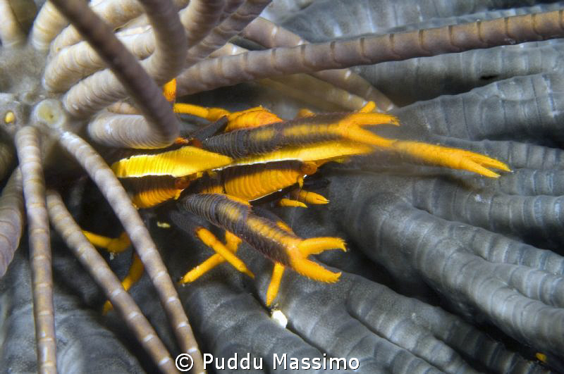 lembeh strait,nikon d2x 60mm macro, "in love!" by Puddu Massimo 