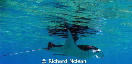 A very young manta circling our boat in Gilli Lawa Laut by Richard Mclean 