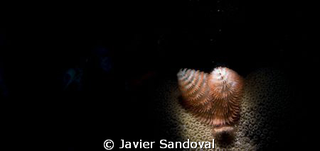 crismas tree worm snooted by Javier Sandoval 
