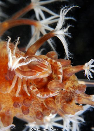 Porcelain crab
Nikon D200, 60 micro, twin strobo
Lembeh... by Marchione Giacomo 