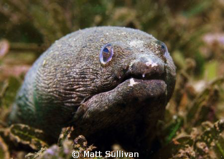 Snapper Eel by Matt Sullivan 