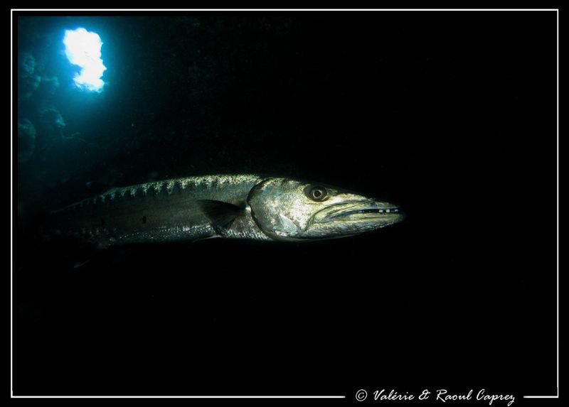 Meeting in a room of the U.S. Liberty wreck (Bali) by Raoul Caprez 