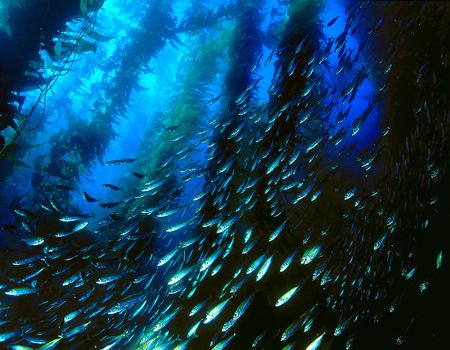 San Clemente Island, CA (Nikon F4, 18mm/3.5, Aquatica hou... by Andrew Dawson 