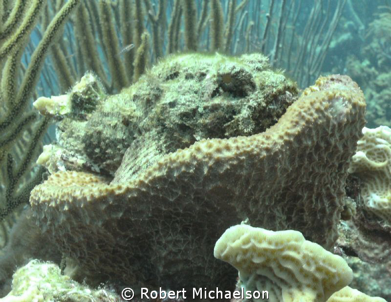 The natural lighting gives a nice 3-D effect to the well-... by Robert Michaelson 