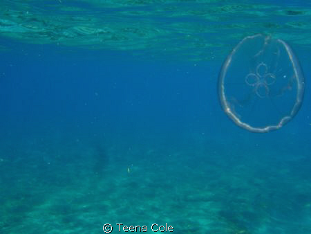 Jelly looks transparent. off Boynton Beach, Fl by Teena Cole 