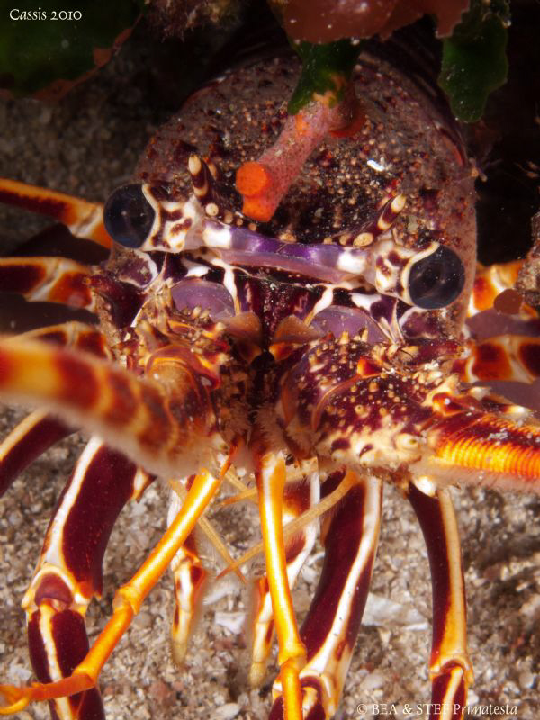 Crayfish (Palinurus elephas). by Bea & Stef Primatesta 
