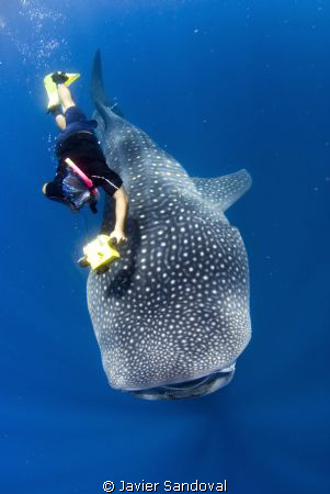 Man snorkeler with a pink snorkel :-{ and whale shark by Javier Sandoval 