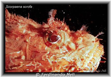 A beautiful Scorpaena scrofa. by Ferdinando Meli 