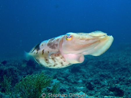 Sepia (cuttlefish) taken with a fuji f31 + intova strobe ... by Stephan Gimpel 