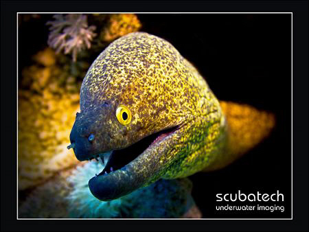 Gotcha!!! This shot was taken very quickly, as that guy s... by Scuba Tech 