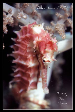 Thorny sea horse.Nikon F100,f13,1/60.YS-120,RVP100. by Allen Lee 