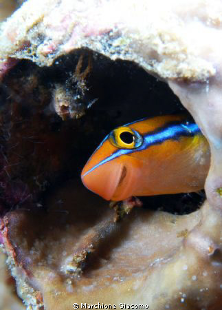 Smile
Nikon D200 , 105 macro, twin strobo
Wakatobi 2010 by Marchione Giacomo 